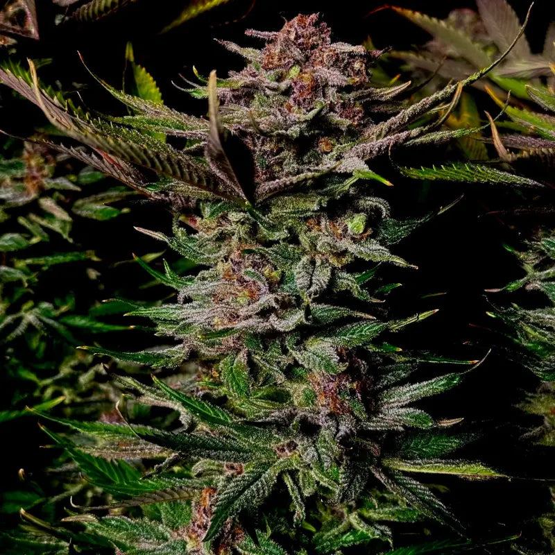 Vanilla pulao© fem terpyz feminized cannabis seeds classic