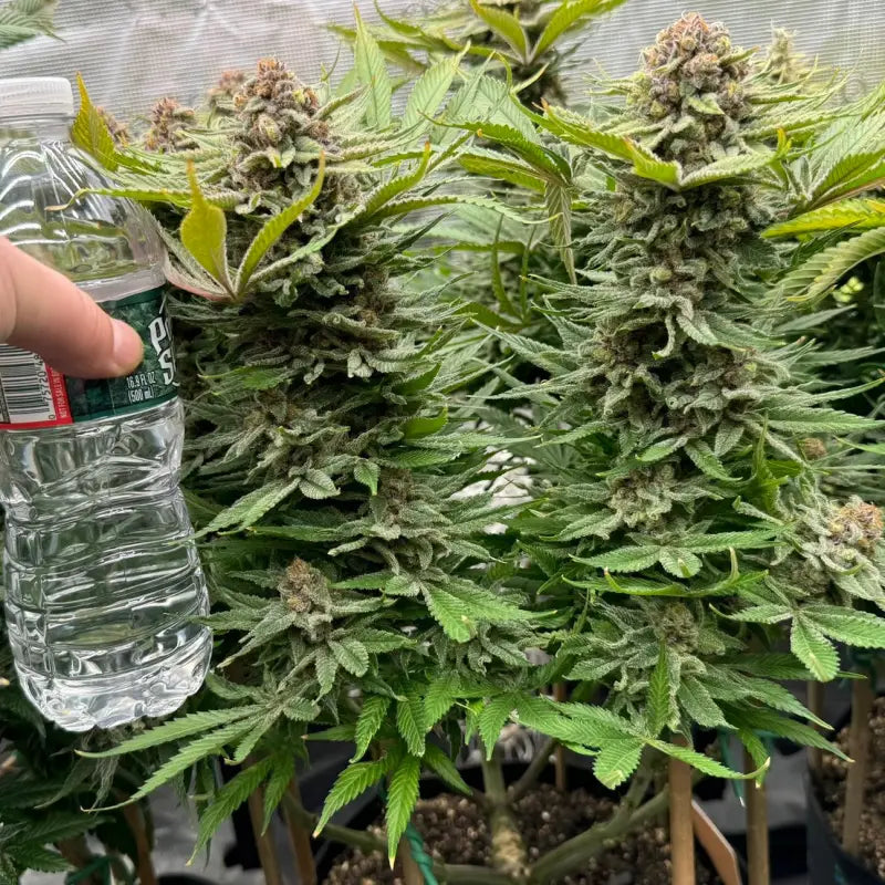 Vanilla pulao© fem terpyz feminized cannabis seeds classic