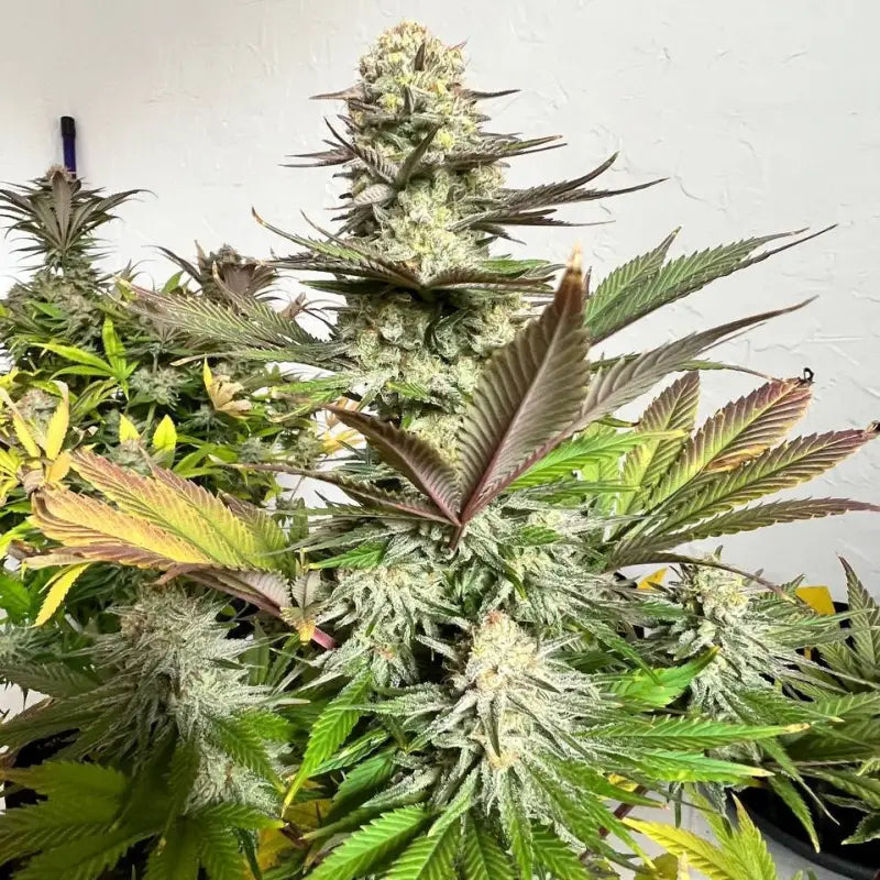 Vanilla pulao© fem terpyz feminized cannabis seeds classic