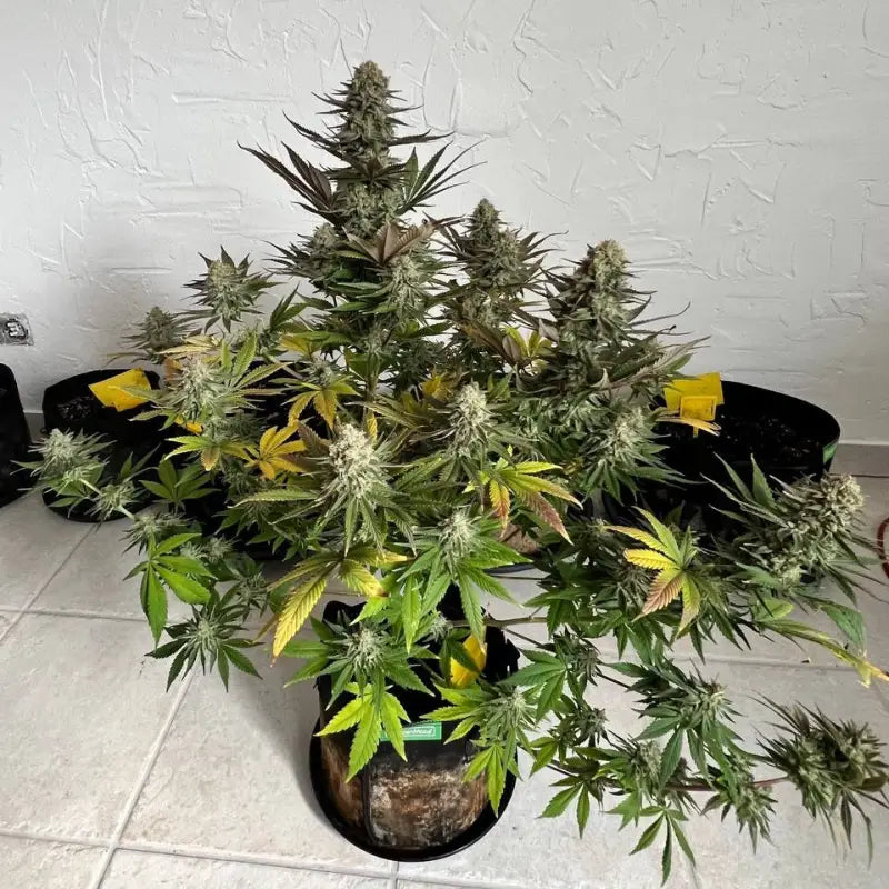 Vanilla pulao© fem terpyz feminized cannabis seeds classic