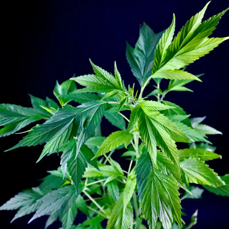 Variegated delight© mutant reg terpyz genetics cannabis