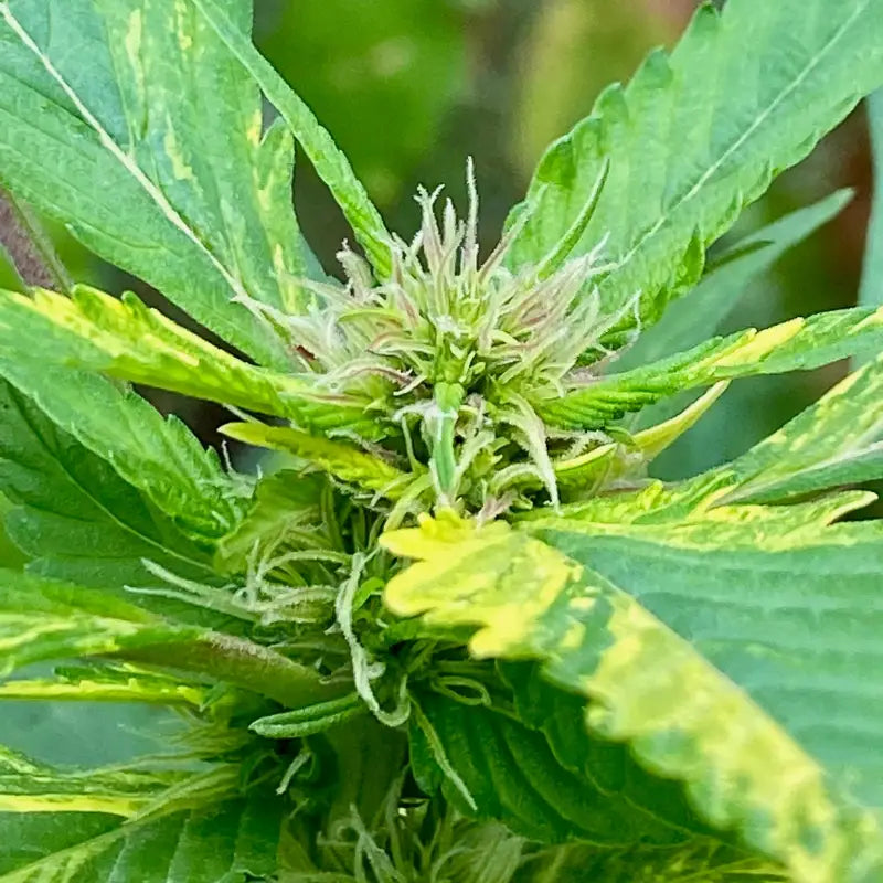 Variegated delight© mutant reg terpyz genetics cannabis