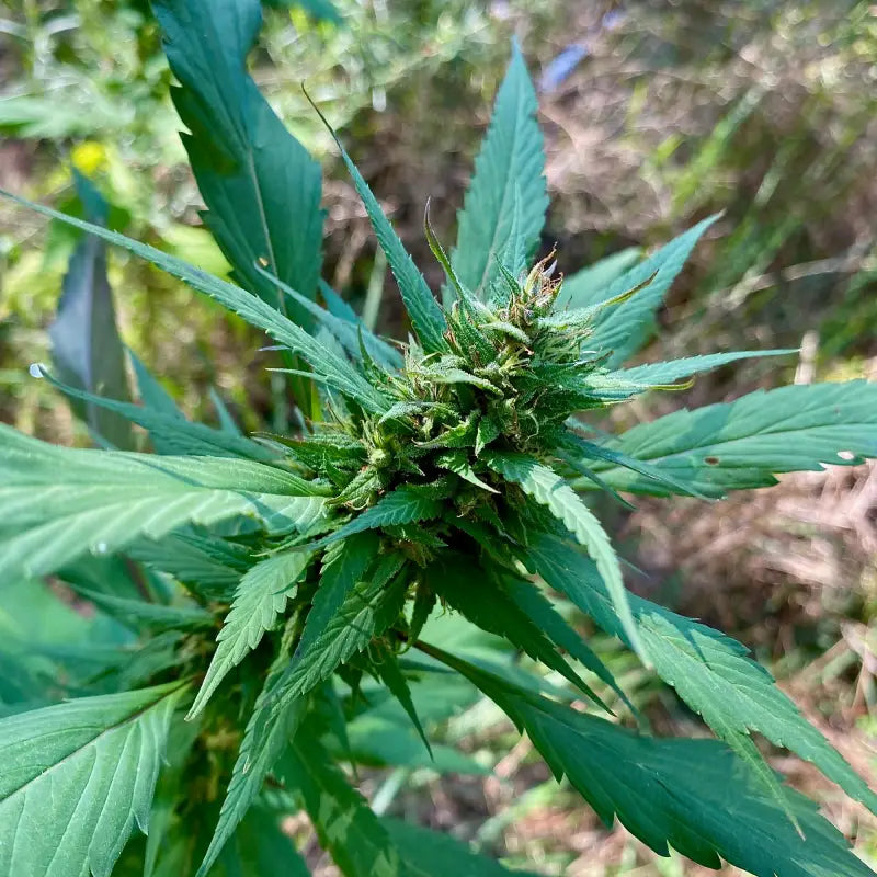 Variegated delight© mutant reg terpyz genetics cannabis