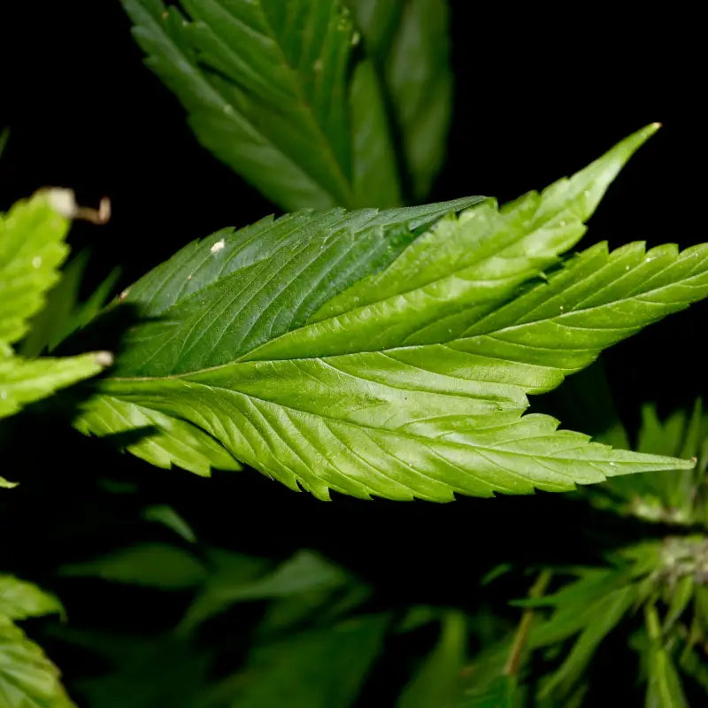 Variegated delight© mutant reg terpyz genetics cannabis