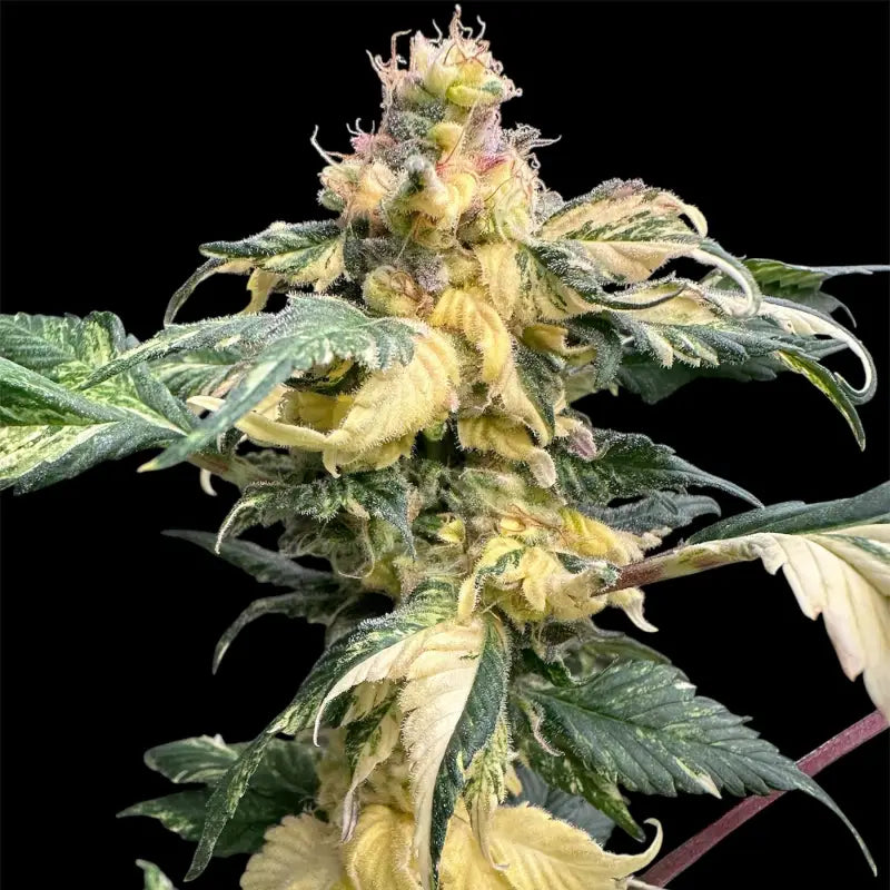 Variegated sour gpp© mutant reg terpyz genetics cannabis