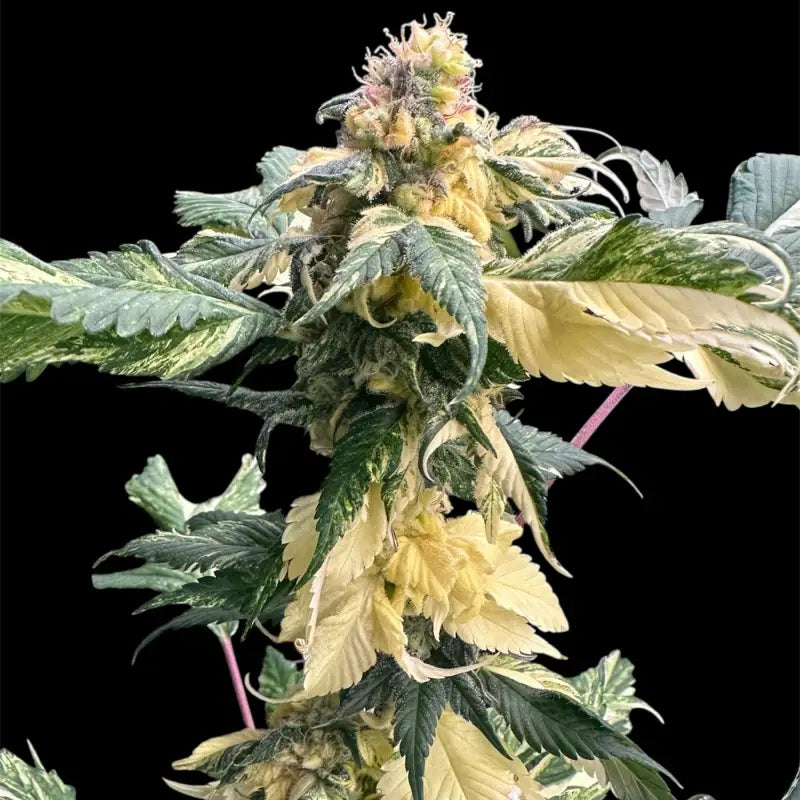 Variegated sour gpp© mutant reg terpyz genetics cannabis