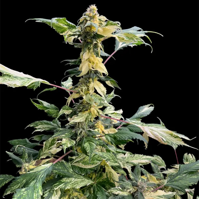 Variegated sour gpp© mutant reg terpyz genetics cannabis