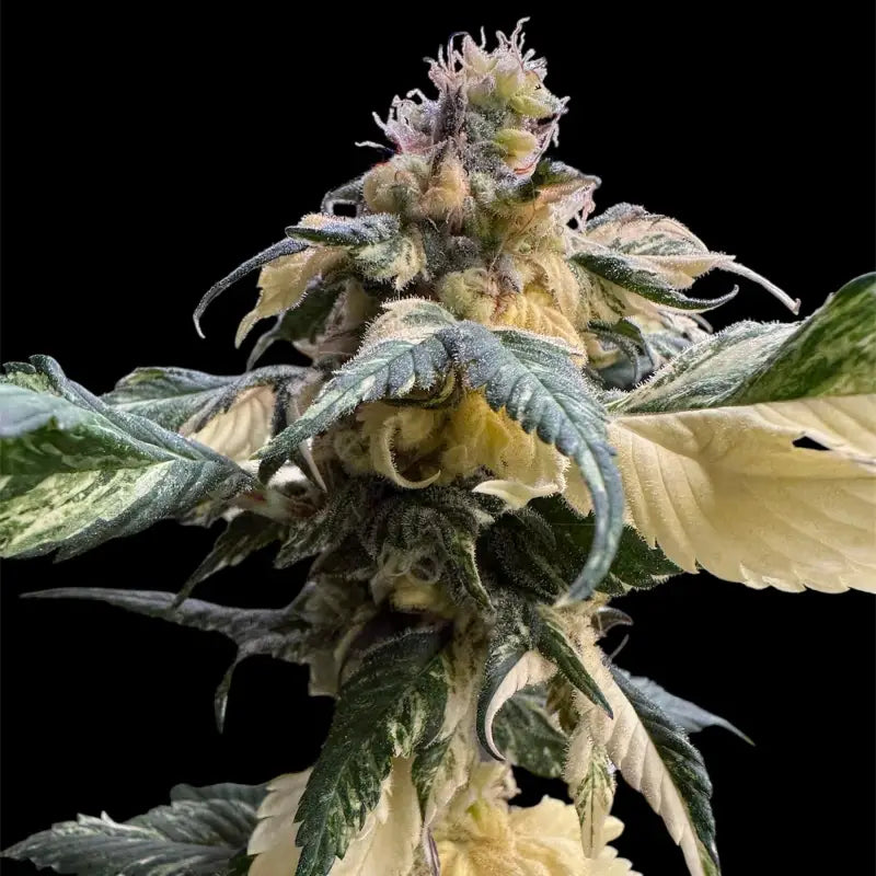 Variegated sour gpp© mutant reg terpyz genetics cannabis