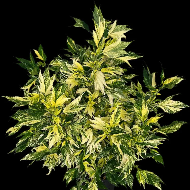 Variegated sour gpp© mutant reg terpyz genetics cannabis