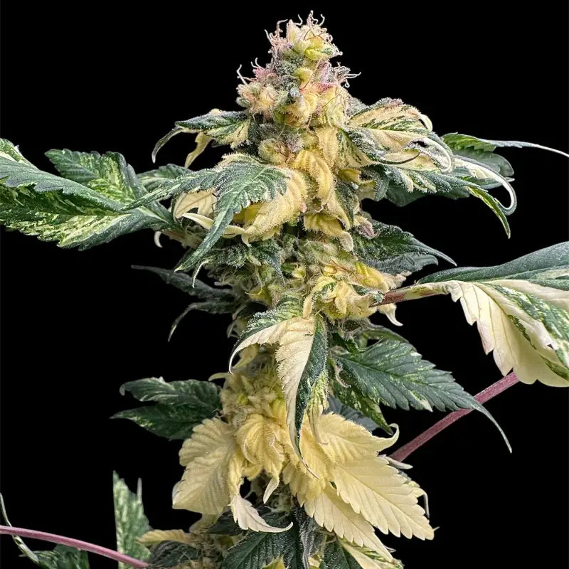 Variegated sour gpp© mutant reg terpyz genetics cannabis