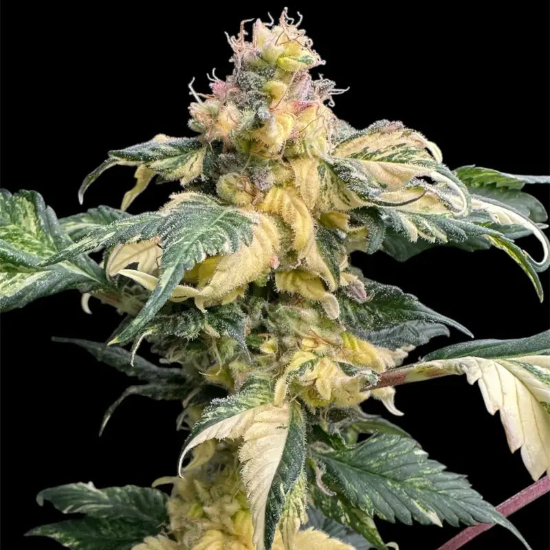 Variegated sour gpp© mutant reg terpyz genetics cannabis