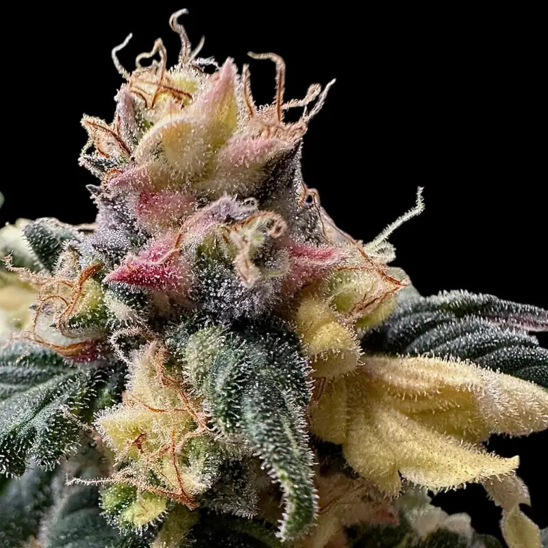 Variegated sour gpp© mutant reg terpyz genetics cannabis