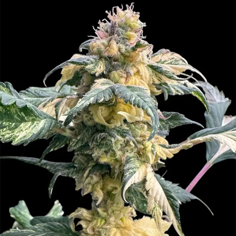 Variegated sour gpp© mutant reg terpyz genetics cannabis