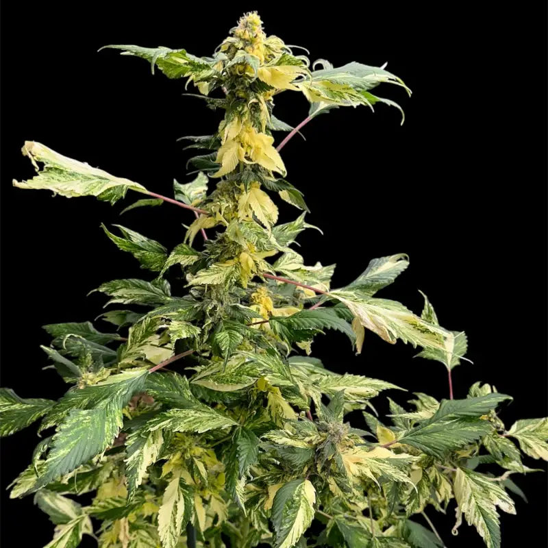 Variegated sour gpp© mutant reg terpyz genetics cannabis