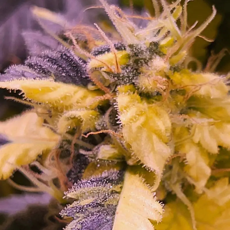 Variegated sour picasso© mutant reg terpyz genetics