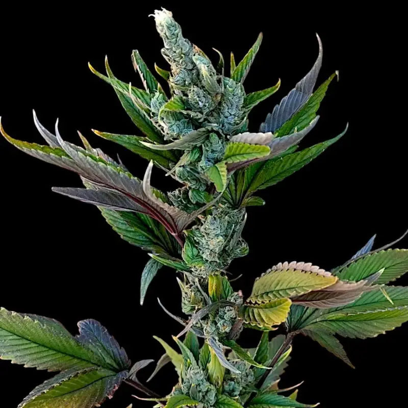 Variegated sour picasso© mutant reg terpyz genetics
