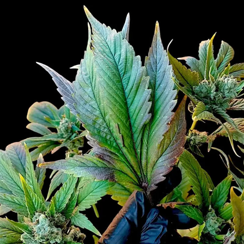 Variegated sour picasso© mutant reg terpyz genetics