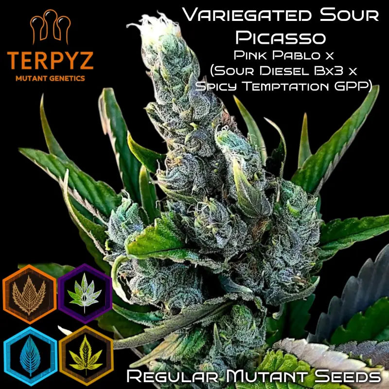 Variegated sour picasso© mutant reg terpyz genetics