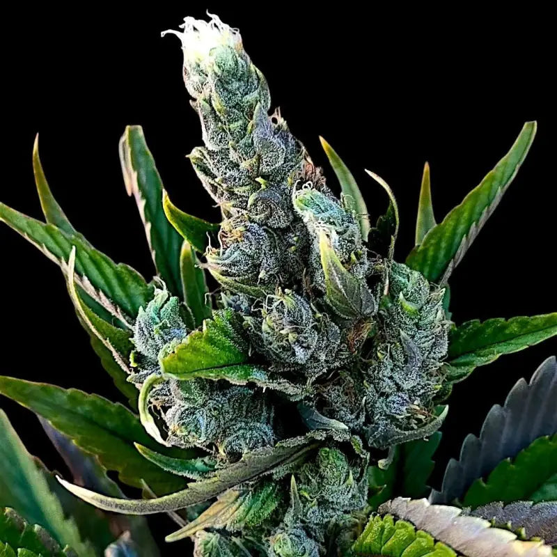 Variegated sour picasso© mutant reg terpyz genetics
