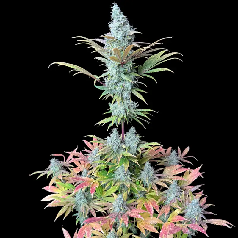 Ze chem bang© fem terpyz feminized cannabis seeds classic