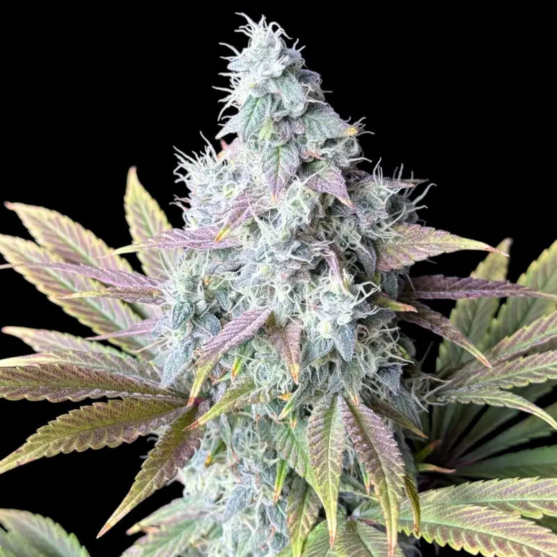 Ze chem bang© fem terpyz feminized cannabis seeds classic