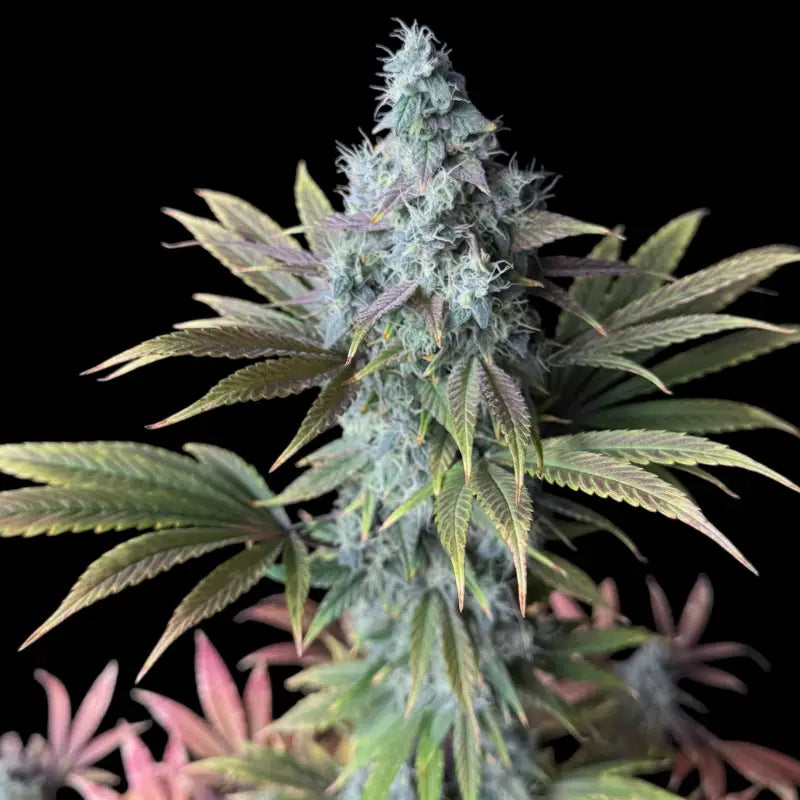 Ze chem bang© fem terpyz feminized cannabis seeds classic