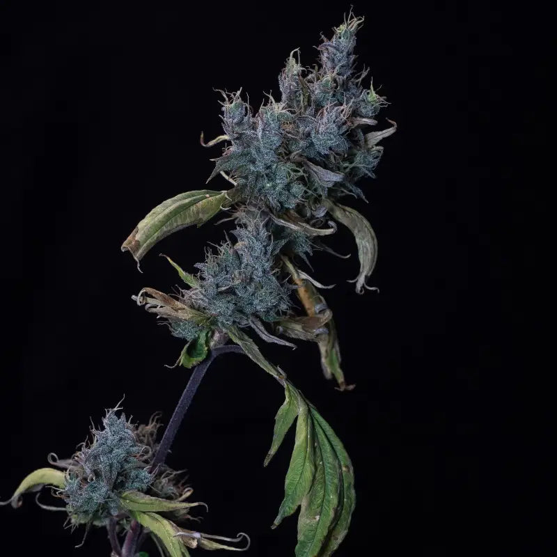 Zen-x swag© mutant reg terpyz genetics cannabis seeds sold