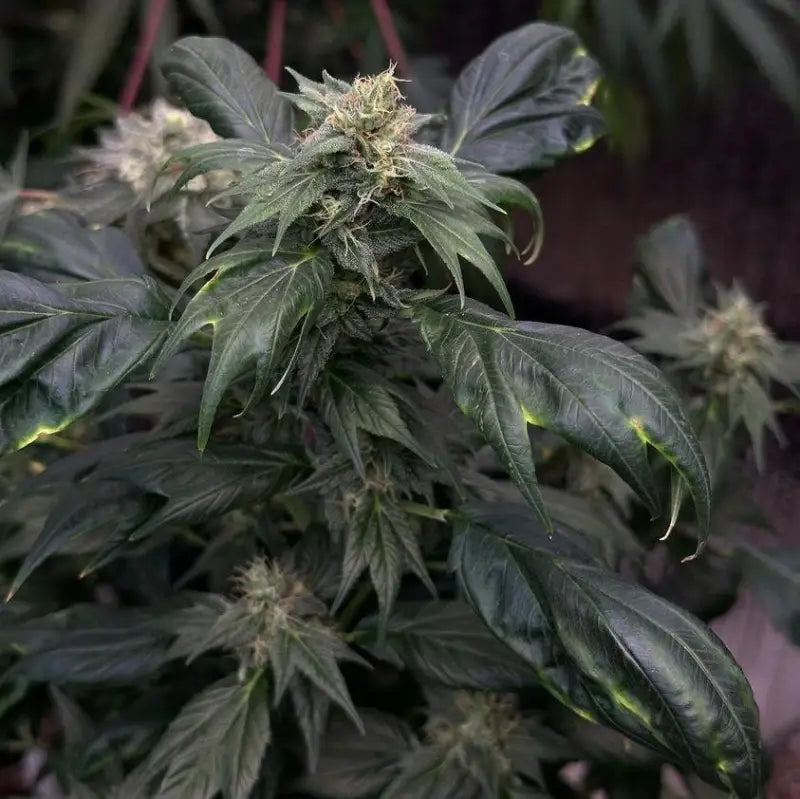 Zfuel swag© mutant reg terpyz genetics cannabis seeds sold