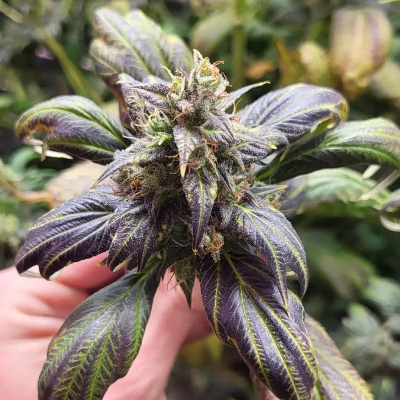 Zfuel swag© mutant reg terpyz genetics cannabis seeds sold