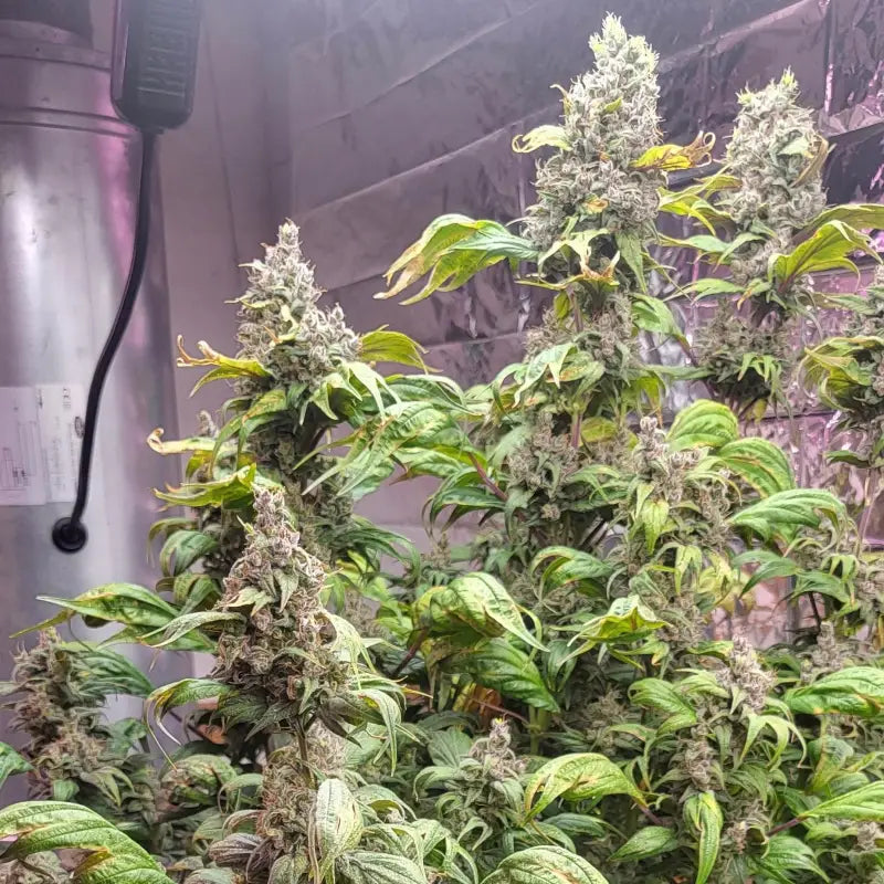 Zfuel swag© mutant reg terpyz genetics cannabis seeds sold