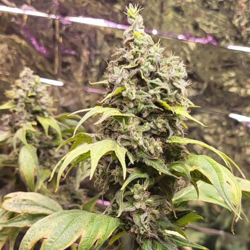 Zfuel swag© mutant reg terpyz genetics cannabis seeds sold