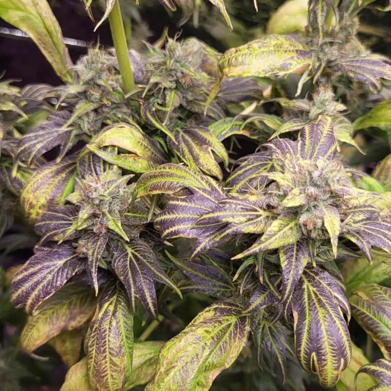 Zfuel swag© mutant reg terpyz genetics cannabis seeds sold