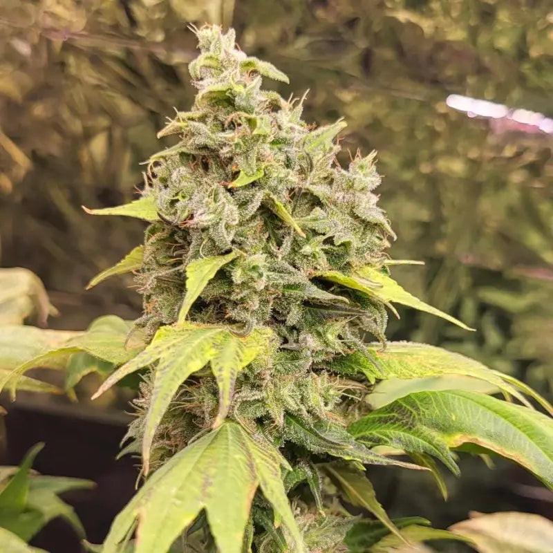 Zfuel swag© mutant reg terpyz genetics cannabis seeds sold