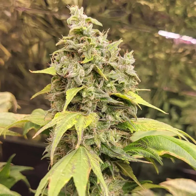 Zfuel swag© mutant reg terpyz genetics cannabis seeds sold