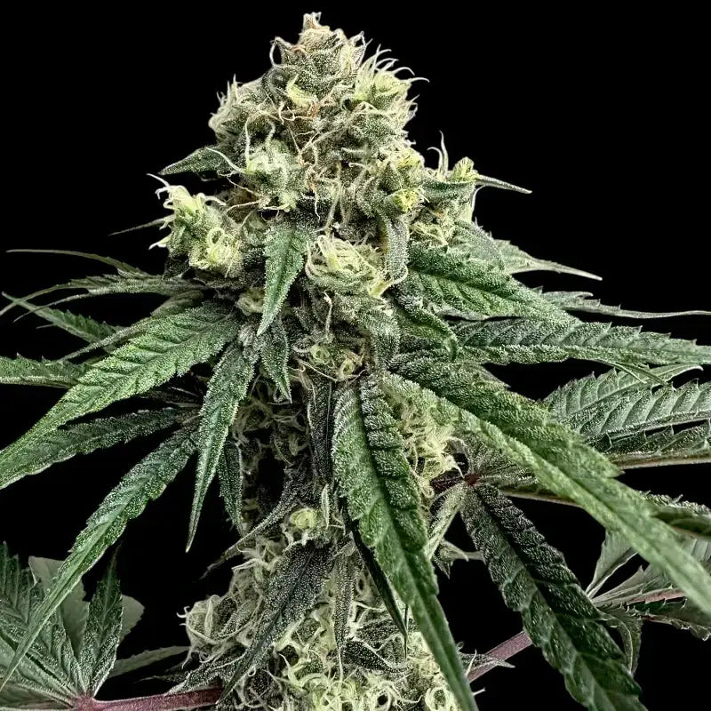 Zitro© fem terpyz feminized cannabis seeds new releases!