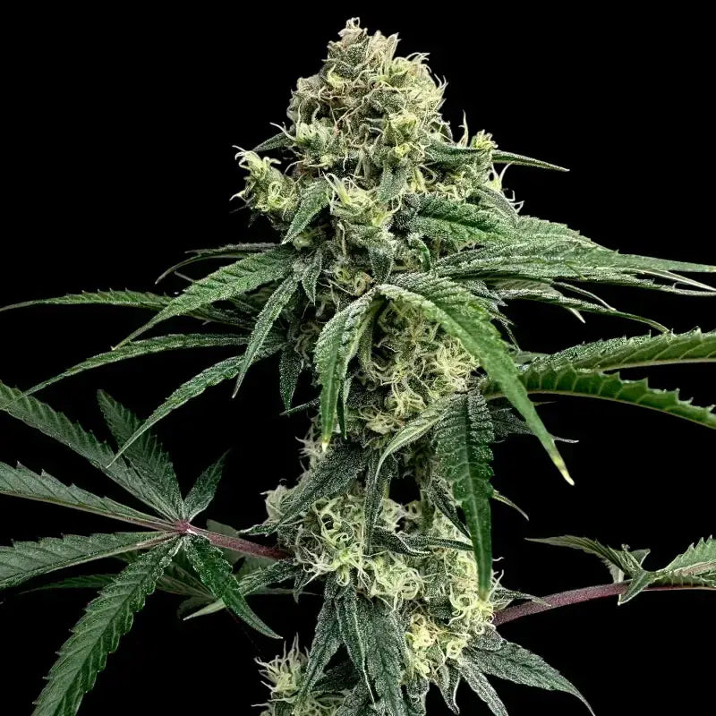 Zitro© fem terpyz feminized cannabis seeds new releases!