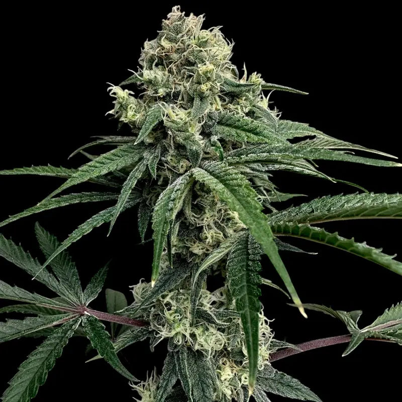 Zitro© fem terpyz feminized cannabis seeds new releases!