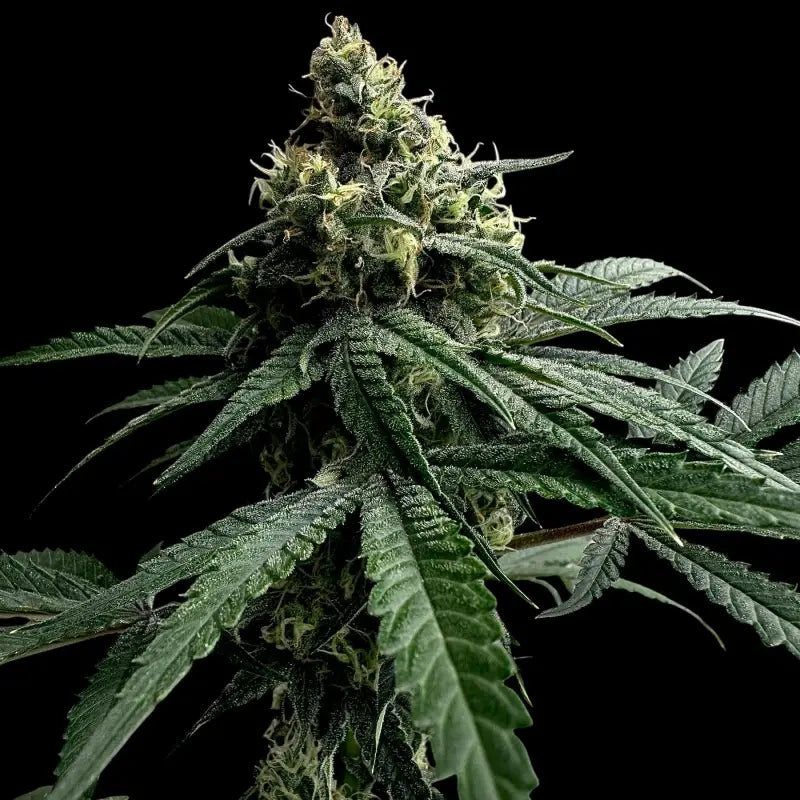 Zitro© fem terpyz feminized cannabis seeds new releases!