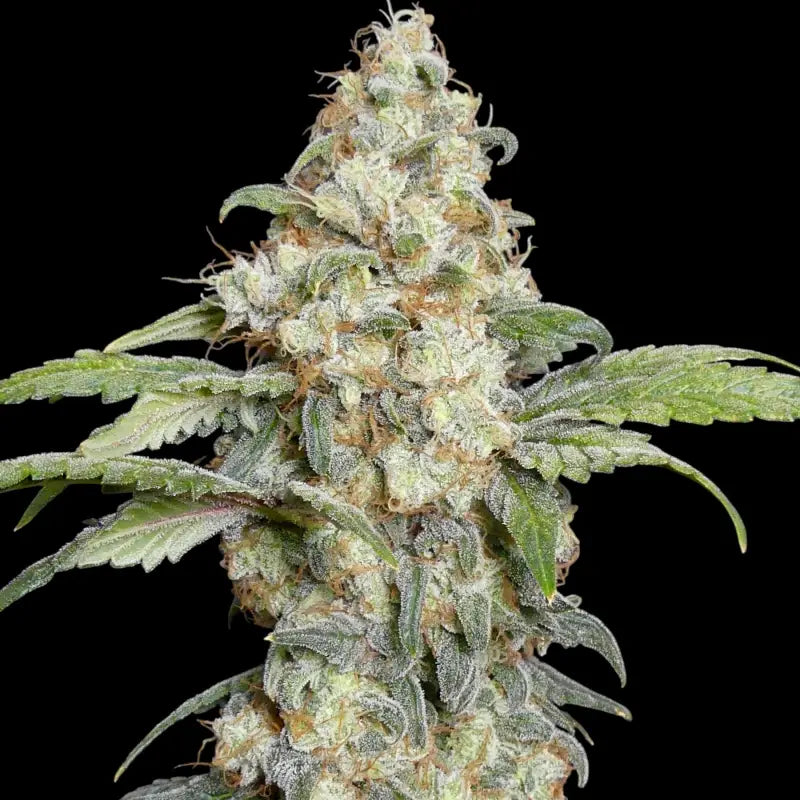 Zitro© fem terpyz feminized cannabis seeds new releases!