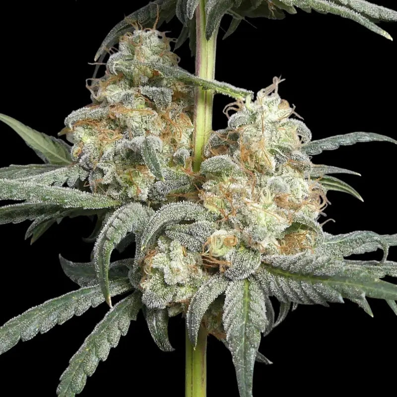 Zitro© fem terpyz feminized cannabis seeds new releases!