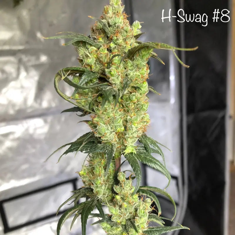 Zketchgrape© swag reg terpyz mutant genetics sold out!