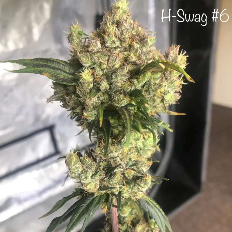 Zketchgrape© swag reg terpyz mutant genetics sold out!