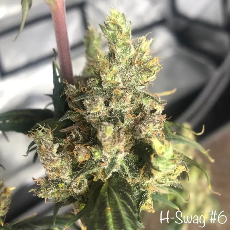 Zketchgrape© swag reg terpyz mutant genetics sold out!