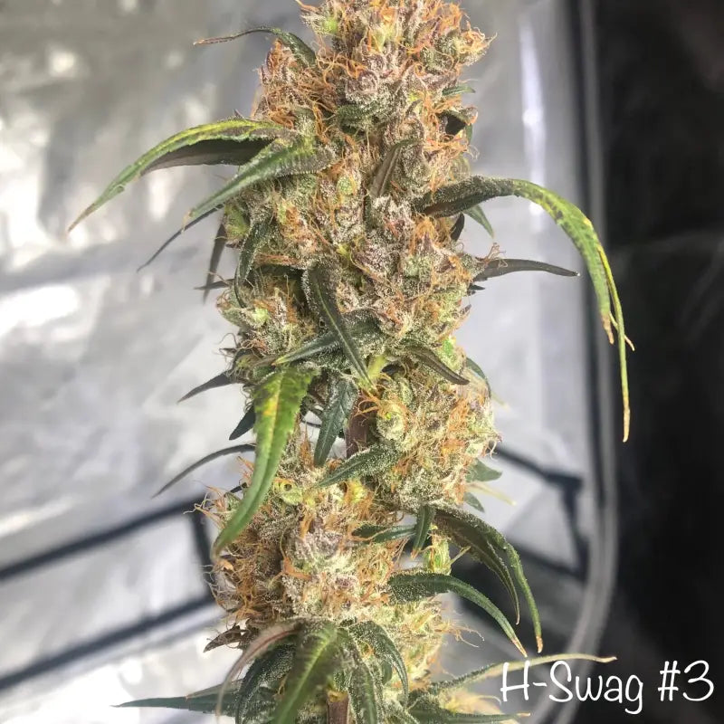 Zketchgrape© swag reg terpyz mutant genetics sold out!