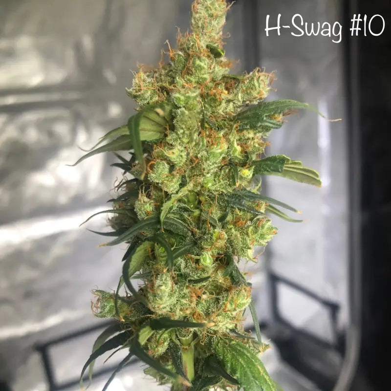 Zketchgrape© swag reg terpyz mutant genetics sold out!