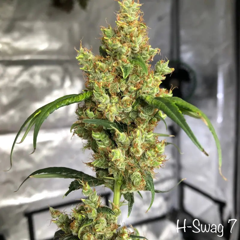 Zketchgrape© swag reg terpyz mutant genetics sold out!