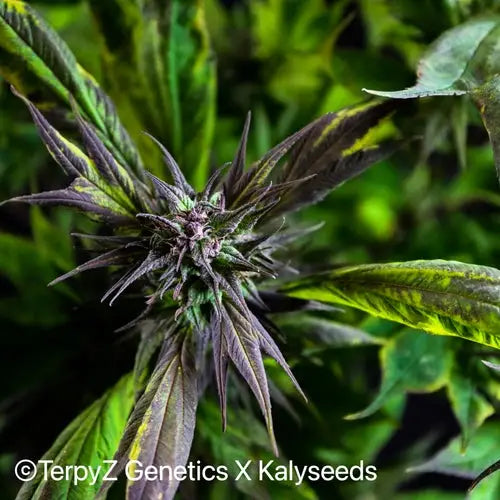 Cannabis Mutations / Varieties in terms of Leaf Morphology