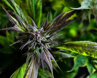 Cannabis Mutations / Varieties in terms of Leaf Morphology