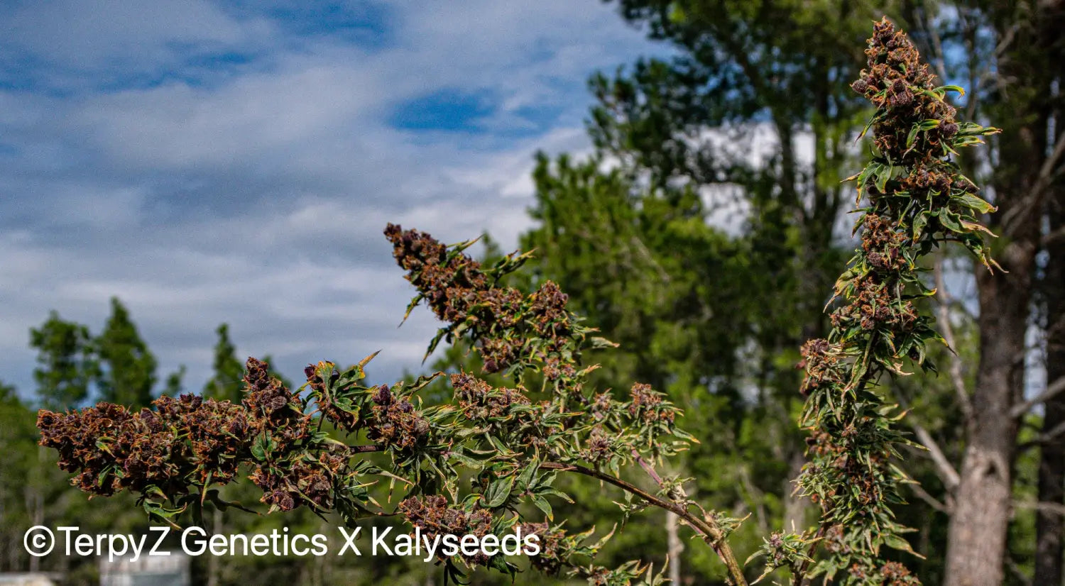 9 Different Types of Cannabis Mutations, (TerpyZ Magazine) 