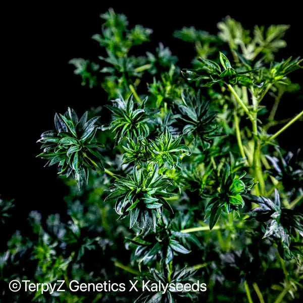 Australian Bastard Cannabis – What Is It?, (TerpyZ Magazine) 